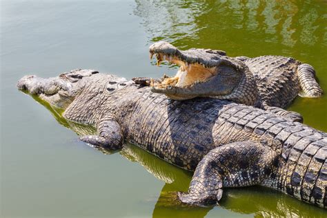 are crocodiles reptiles